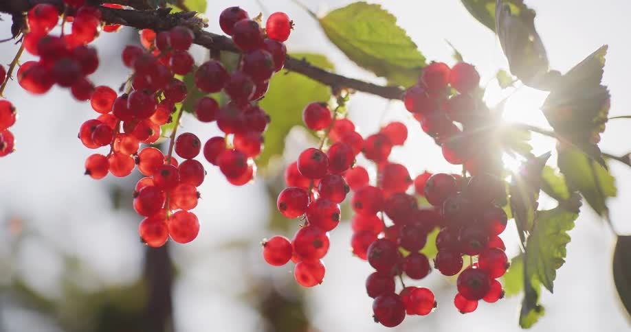 Close-up of ripe redcurrant berries hanging from a branch, backlit by the warm summer sun