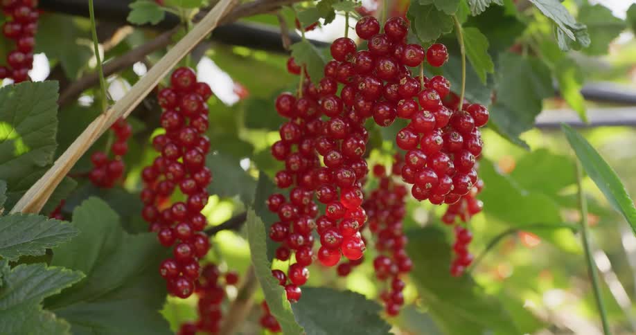 A close-up shot of ripe redcurrant berries hanging on a bush in a garden, gently swaying in the breeze