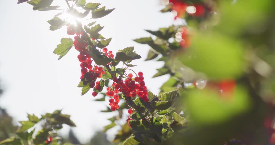 A sun-drenched branch of ripe red currants hangs on a bush, with the bright sun flaring through the leaves in the background