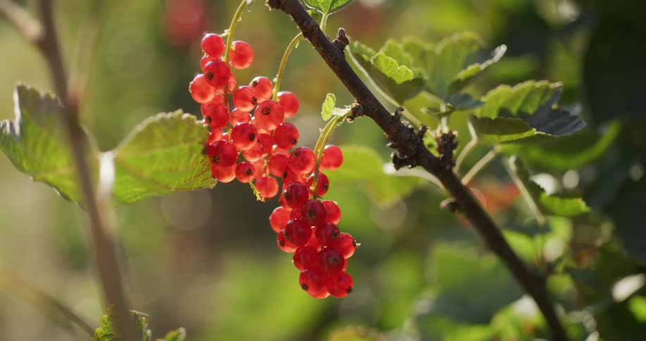 Ripe redcurrants hanging on a branch in a garden, glowing in the bright sunlight
