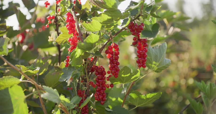 Vibrant redcurrants ripen on a bush, illuminated by warm sunlight in a garden