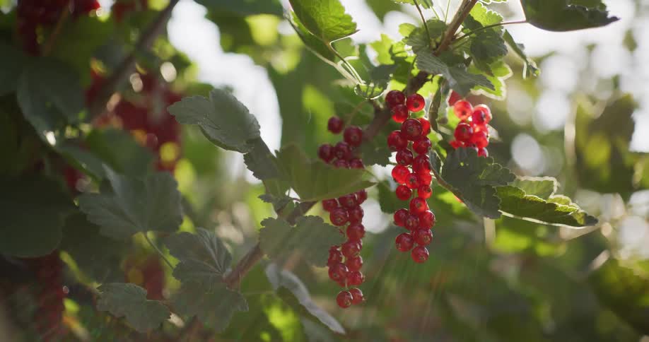 Sun-drenched red currants hang from a leafy branch as a warm lens flare glows in the background