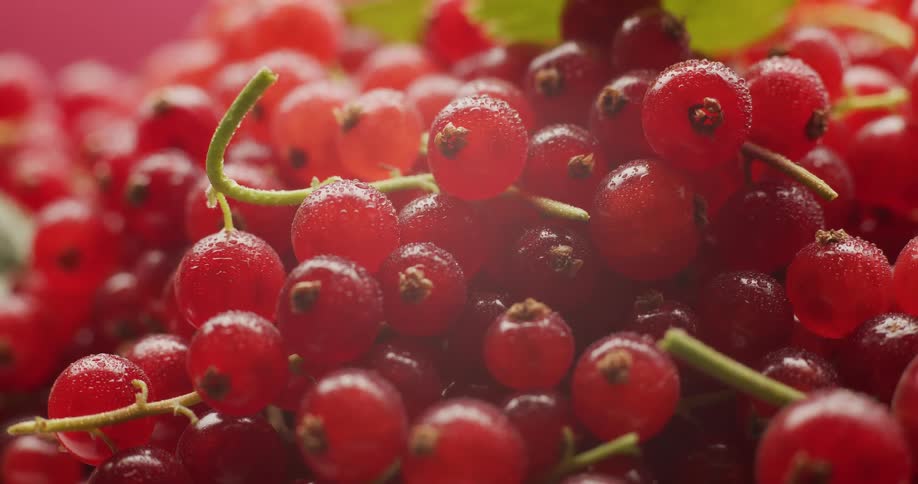 A macro slow-motion shot of fresh, ripe redcurrants covered in water droplets with a green leaf against a pink background