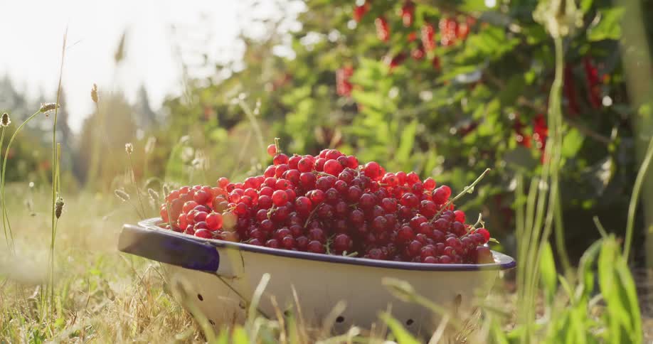 A vintage colander overflows with freshly picked red currants as it rests in the grass of a sunlit berry patch