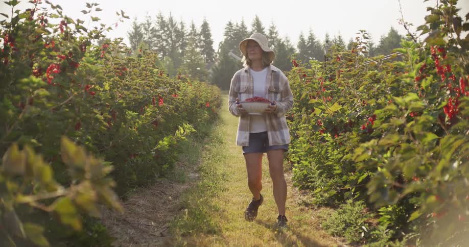 Female farmer walks through sunlit berry bushes carrying a colander full of freshly harvested redcurrants