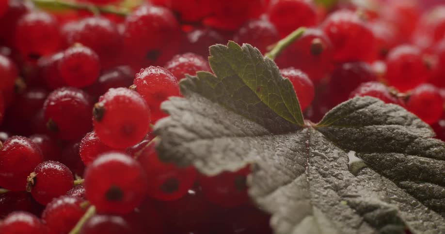 A slow, detailed macro shot pans over a pile of fresh, ripe redcurrants and a green leaf, both covered in glistening water droplets