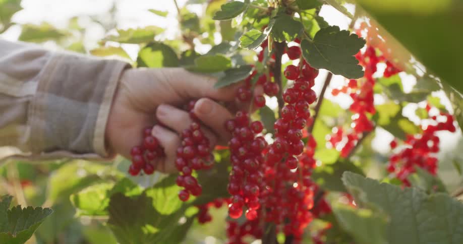 Close-up slow-motion of a hand gently harvesting ripe red currants from a sunlit bush