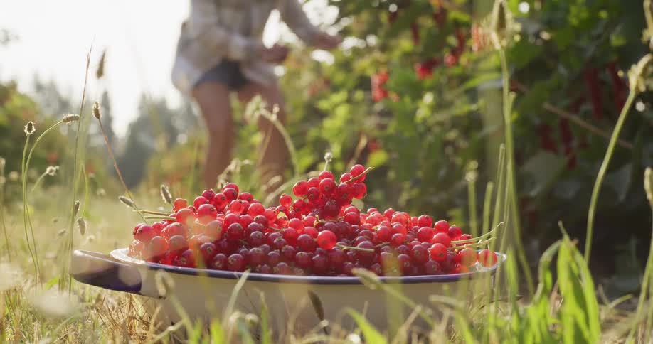 Close-up on a colander full of freshly picked redcurrants as a woman harvests berries in a sun-drenched field