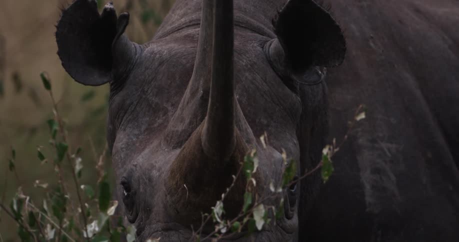 Close up of a rhinoceros' horn and head