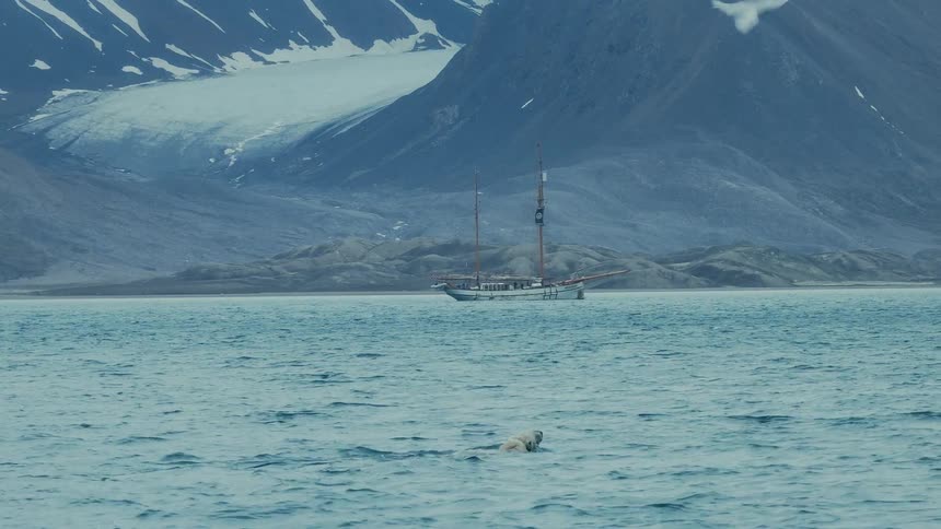 A polar bear swims and eats in the Arctic Ocean, with a sailboat and glaciers in the background, before a beluga whale surfaces nearby