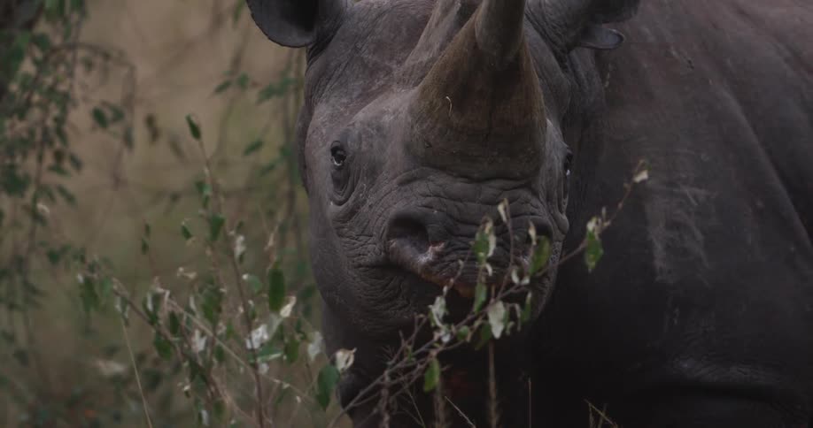 Rhinoceros standing by grass and leaves