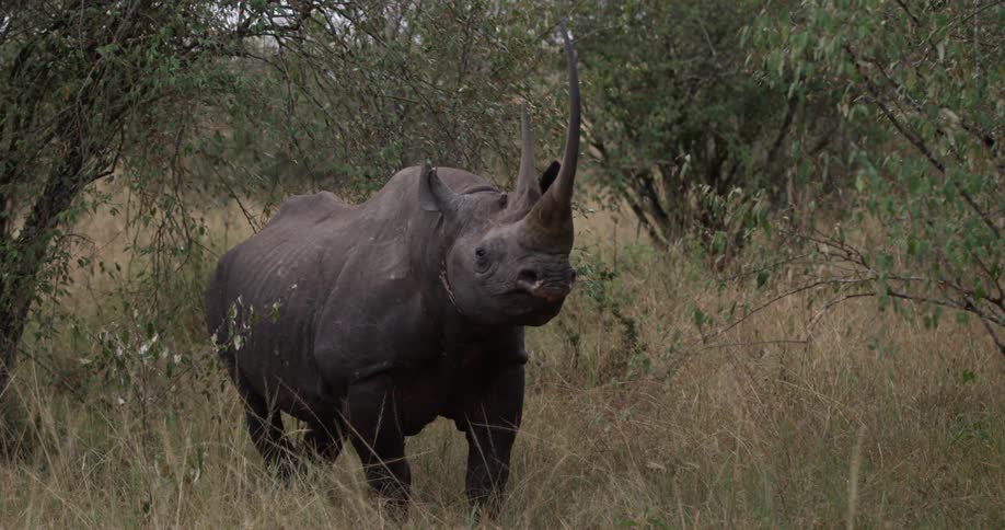 Rhinoceros standing in a grassy area