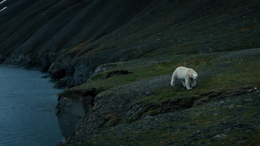 A lone polar bear slowly walks along a green clifftop in a snow-free Arctic landscape