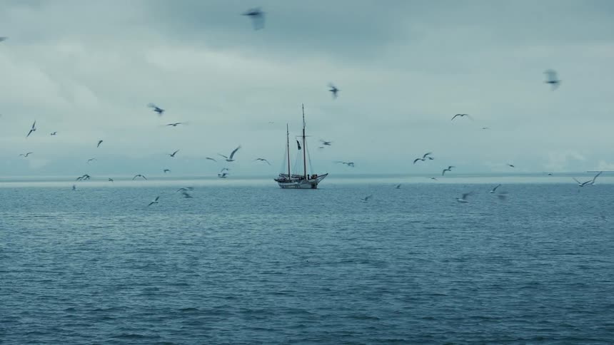 Flock of seagulls fly around a classic wooden sailboat floating on the cold arctic sea on an overcast day