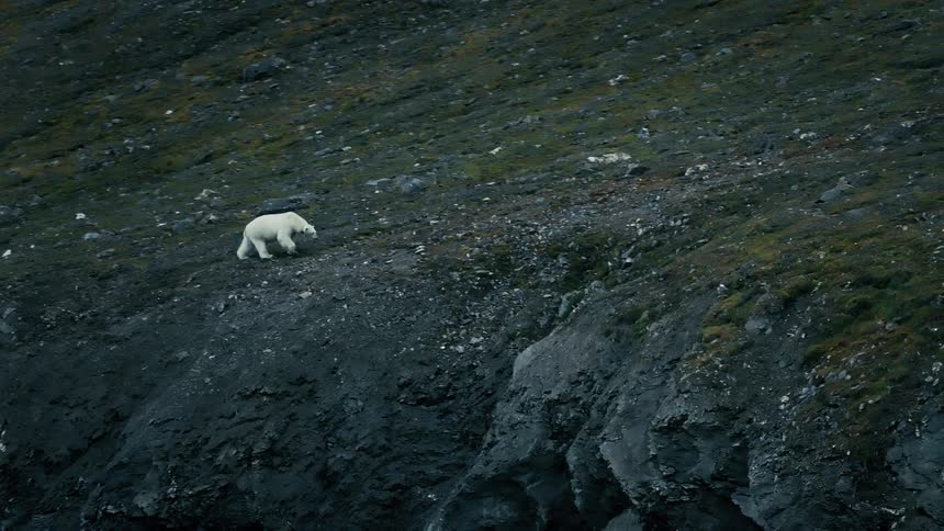 A lone polar bear slowly walks across a dark, rocky, and snowless hillside in the Arctic