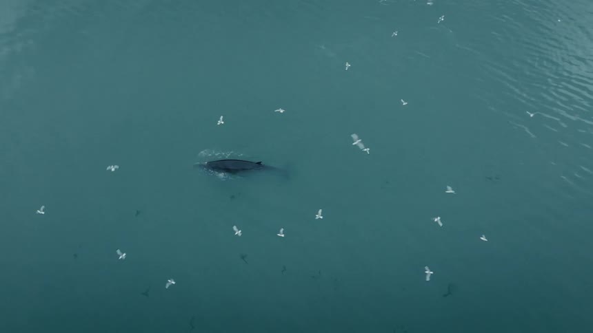 An aerial top-down view shows a majestic humpback whale surfacing and diving among a flock of seagulls in the calm ocean