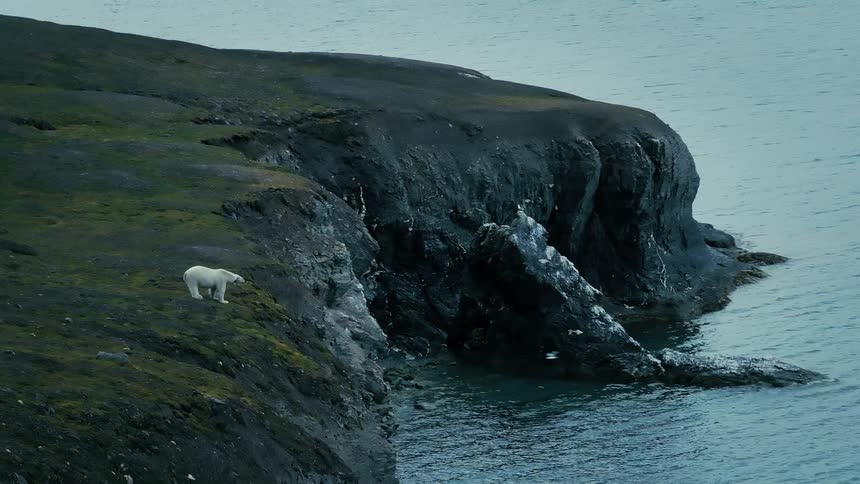 A solitary polar bear stands on a stark, rocky cliff overlooking the ocean before turning and walking away