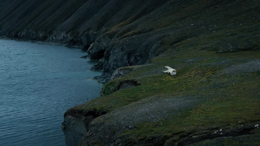 A lone polar bear playfully rolls around and rests on a mossy green cliff overlooking the cold, dark arctic waters