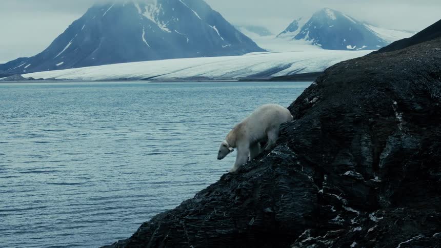 A lone polar bear carefully descends a dark, rocky cliffside overlooking a vast arctic ocean with massive glaciers in the background