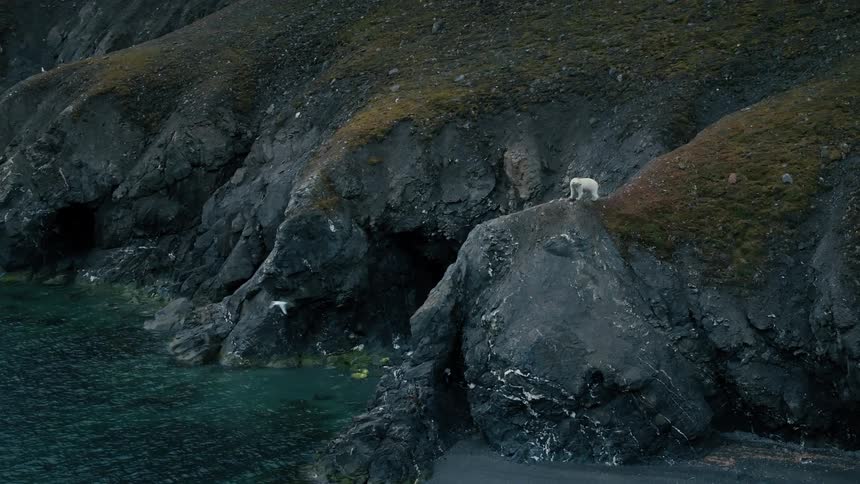 A lone polar bear walks along a rugged, rocky cliffside on an arctic shoreline as seabirds fly overhead