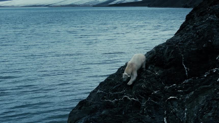 A lone polar bear carefully makes its way down a dark, rocky cliffside to the edge of the cold arctic water, with glaciers and snowy mountains in the background