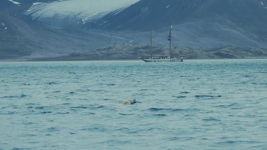 A wild polar bear swims in the cold arctic ocean with a sailboat and glaciers in the background
