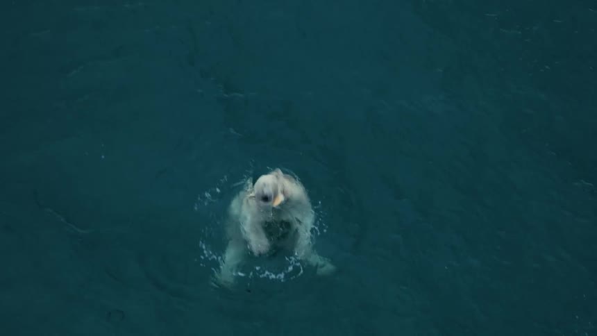 Slow motion, high-angle shot of a polar bear with a tracking collar swimming and eating in the deep blue ocean