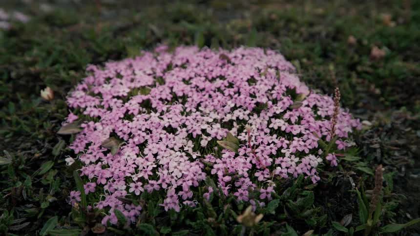 A slow pullback shot reveals a cushion of delicate pink Moss Campion wildflowers growing low to the ground