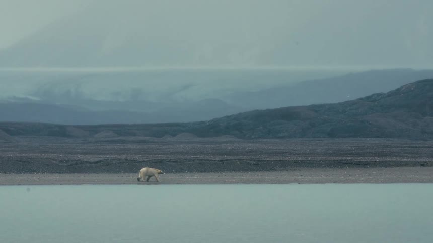 A solitary polar bear walks along a desolate, rocky shoreline in front of a massive arctic glacier