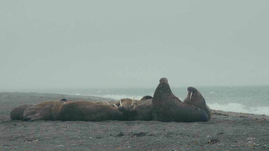 A pod of walruses huddle together on a cold, dark sandy beach during a snow flurry next to the ocean