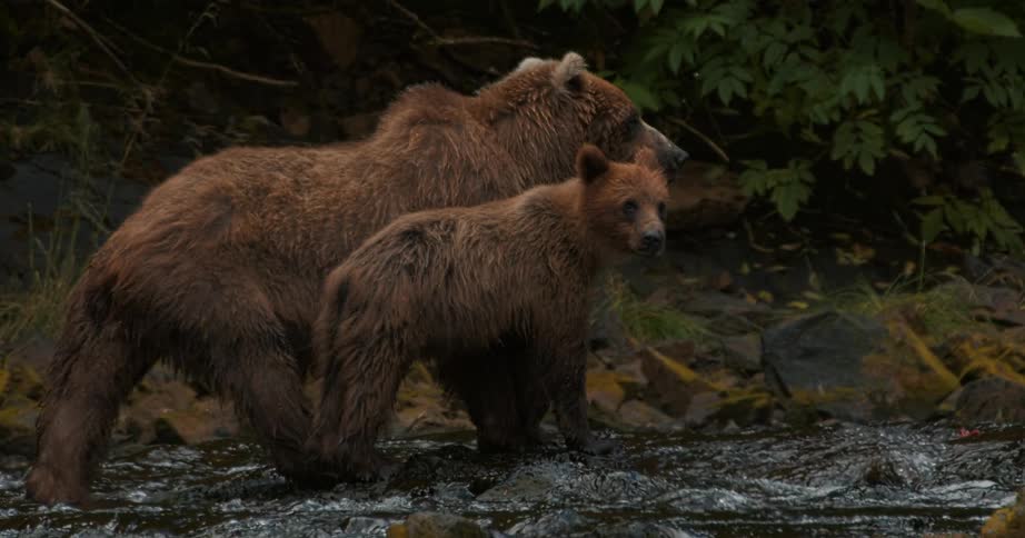 A curious brown bear cub stands close to its mother in a flowing river and turns to look into the camera