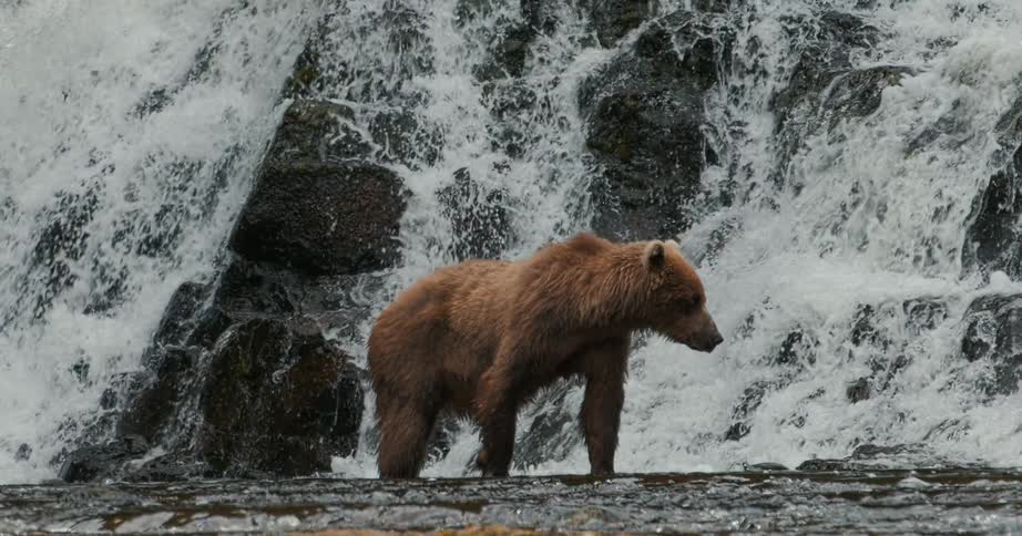 A majestic grizzly bear stands in a river looking around while a powerful waterfall cascades in the background, filmed in slow motion