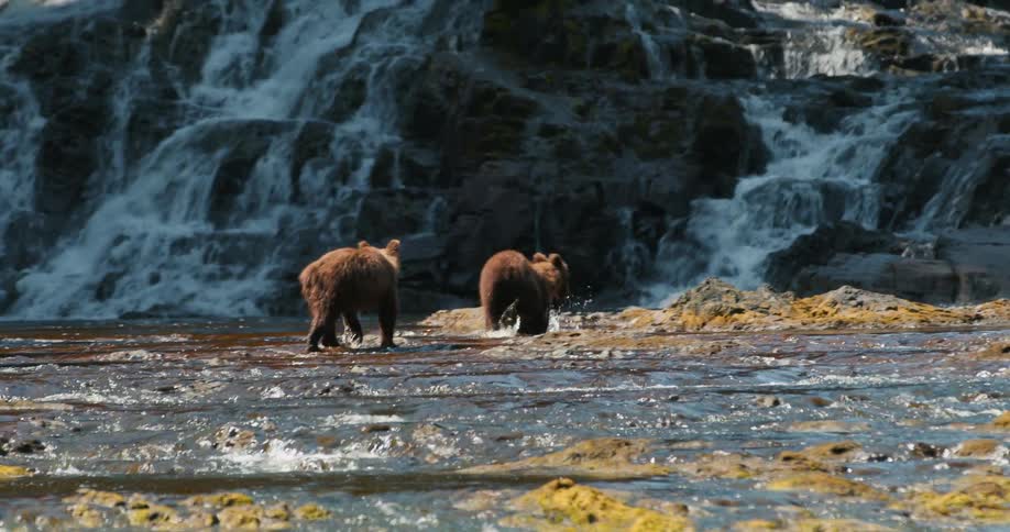 Two brown bear cubs walk through a shallow river in slow motion with a cascading waterfall in the background