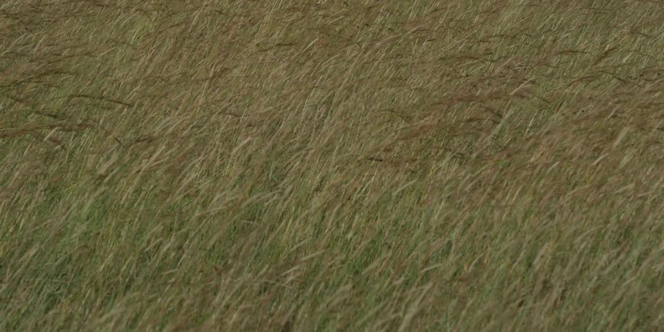 Grass blowing in the breeze