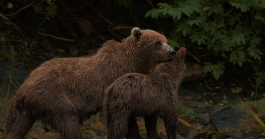 A mother grizzly bear and her cub stand alertly together in the Alaskan wilderness as a seagull flies by in slow motion