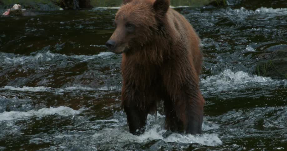 A majestic brown bear stands its ground in a fast-flowing river in super slow motion