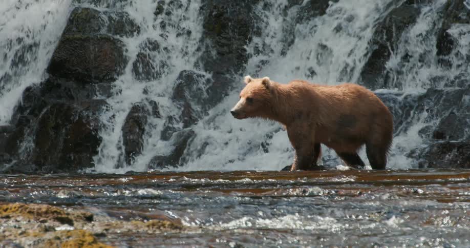 A majestic brown grizzly bear cautiously walks through a shallow river with a rushing waterfall in the background