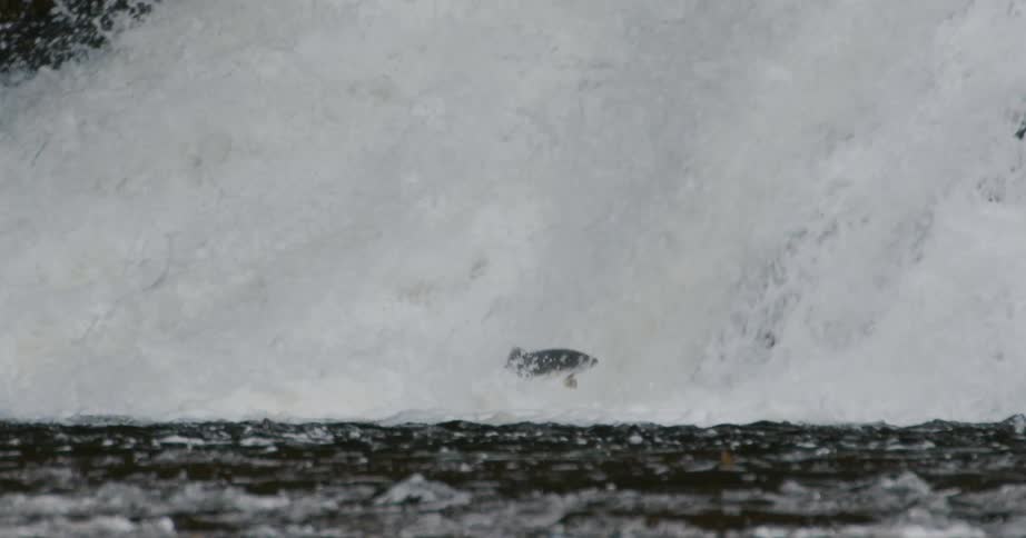 A determined salmon jumps out of the water and up a powerful waterfall in slow motion