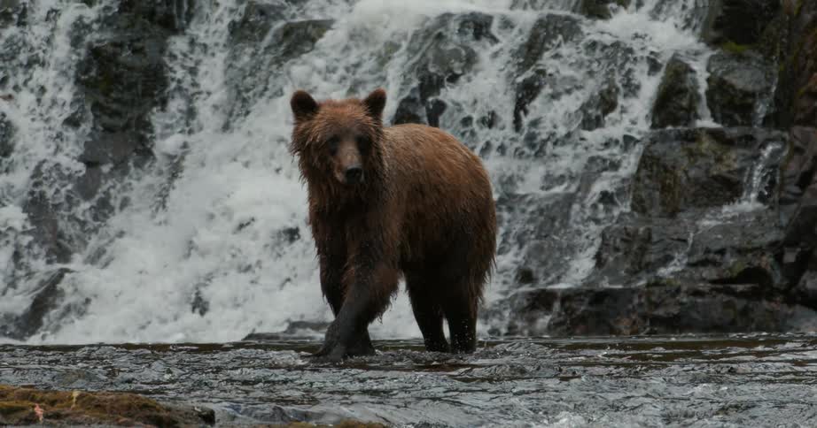 A majestic brown bear stands alert in a flowing river with a powerful waterfall cascading over rocks in the background, captured in slow motion