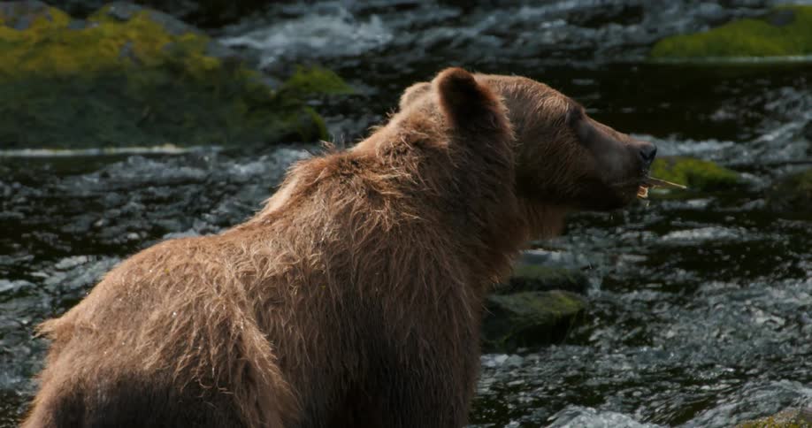 Slow motion closeup of a grizzly bear standing in a river and eating a freshly caught salmon