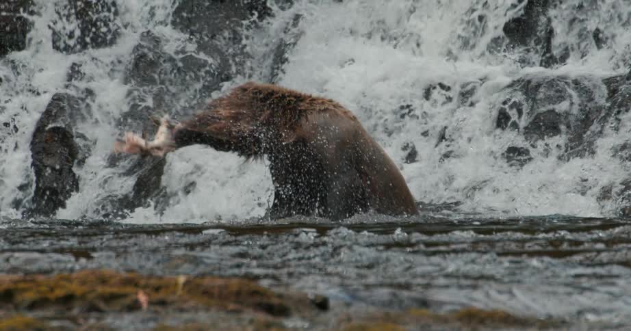 In dramatic slow motion, a brown grizzly bear plunges into a river and catches a salmon at the base of a waterfall