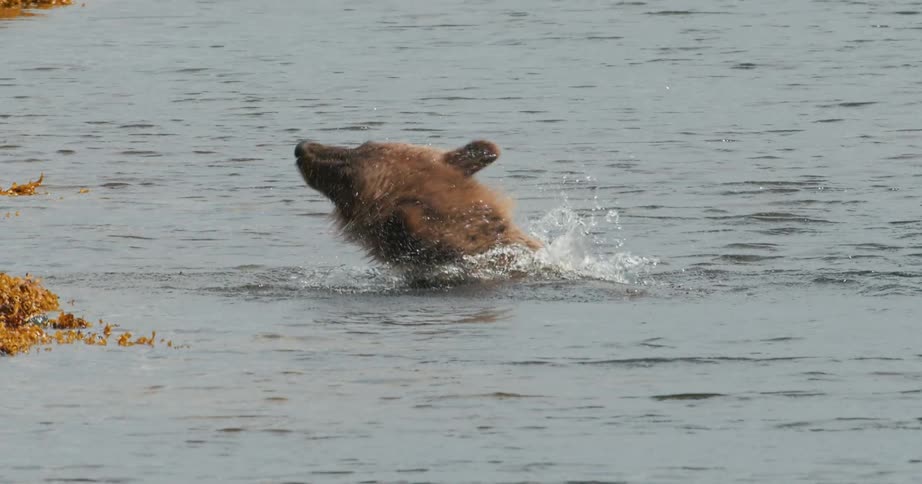 A powerful brown bear shakes its head in dramatic slow motion, sending a spray of water droplets flying from its wet fur
