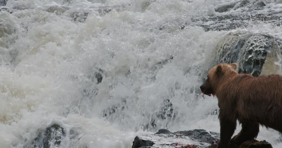 A wild grizzly bear eats a salmon on the rocks of a roaring waterfall as other fish jump upstream in slow motion
