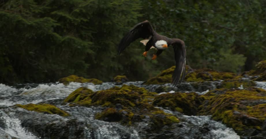 A majestic bald eagle takes flight in slow motion from a mossy rock, soaring gracefully over a rushing river in a dense forest