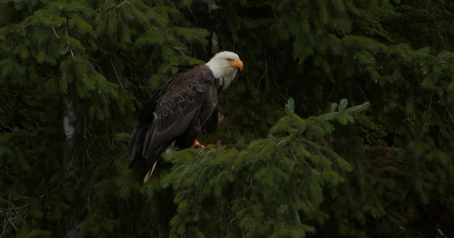 A majestic Bald Eagle surveys its surroundings from its perch high in an evergreen tree