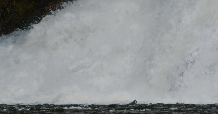 A determined salmon valiantly leaps against a powerful waterfall current in a dramatic slow-motion sequence
