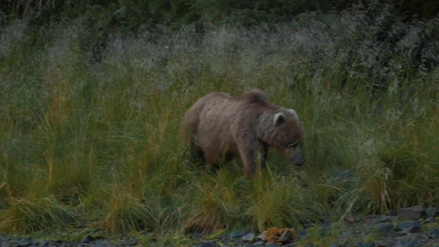 A large grizzly bear slowly emerges from the tall grass of a verdant meadow in the wild