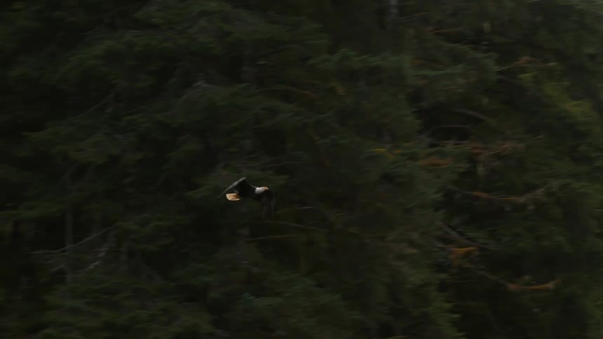 A majestic bald eagle soars in slow motion over a dense evergreen forest with rugged mountains in the background