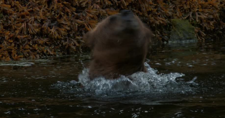 A wet grizzly bear shakes its head in dramatic slow motion, sending water droplets flying in all directions