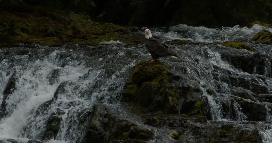 A majestic bald eagle stands perched on a mossy rock amidst the rushing rapids of a wilderness waterfall